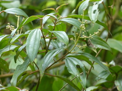 Miconia theizans