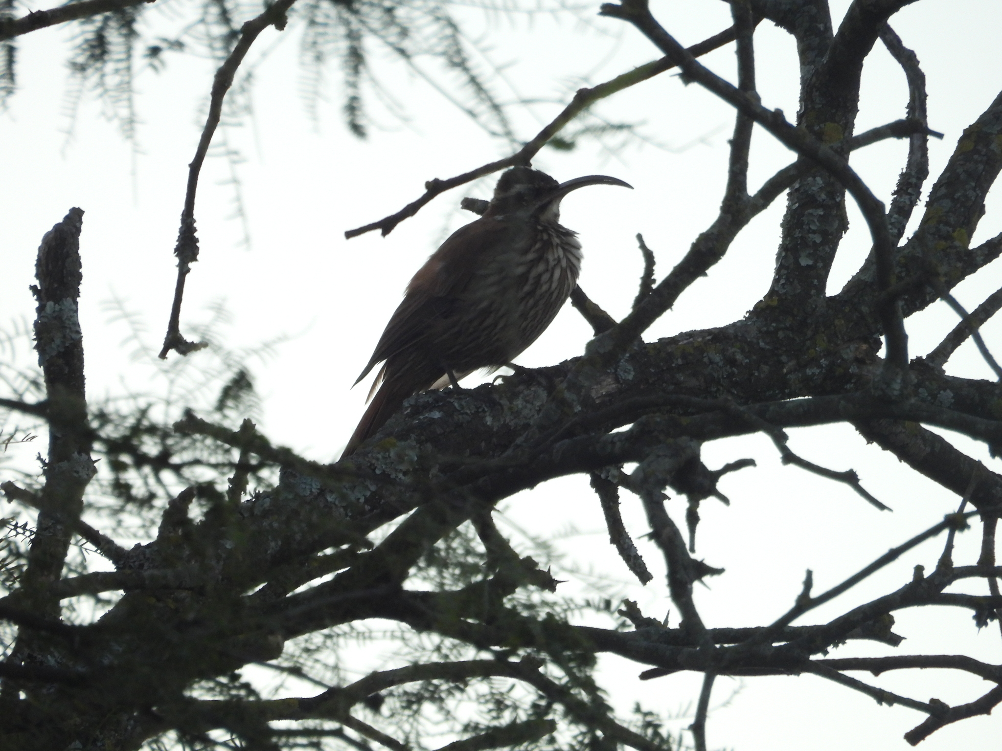 Scimitar-billed Woodcreeper (Drymornis bridgesii), photo 4