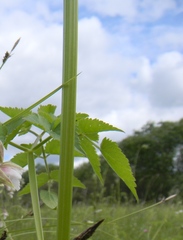 Ostericum palustre