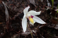 Bromheadia finlaysoniana