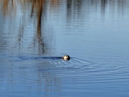 North American River Otter photographed in New Jersey