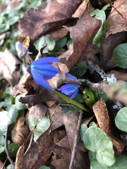 Scilla siberica