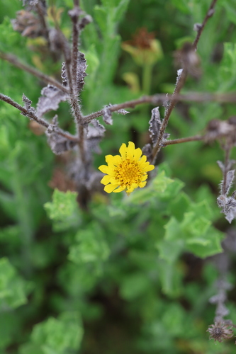 Beach Goldenaster (Heterotheca sessiliflora)