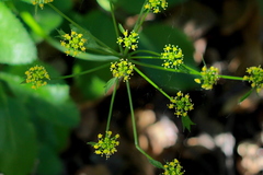 Tauschia arguta