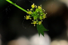 Tauschia arguta