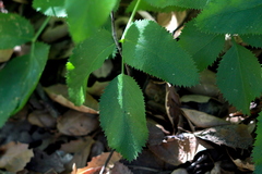 Tauschia arguta