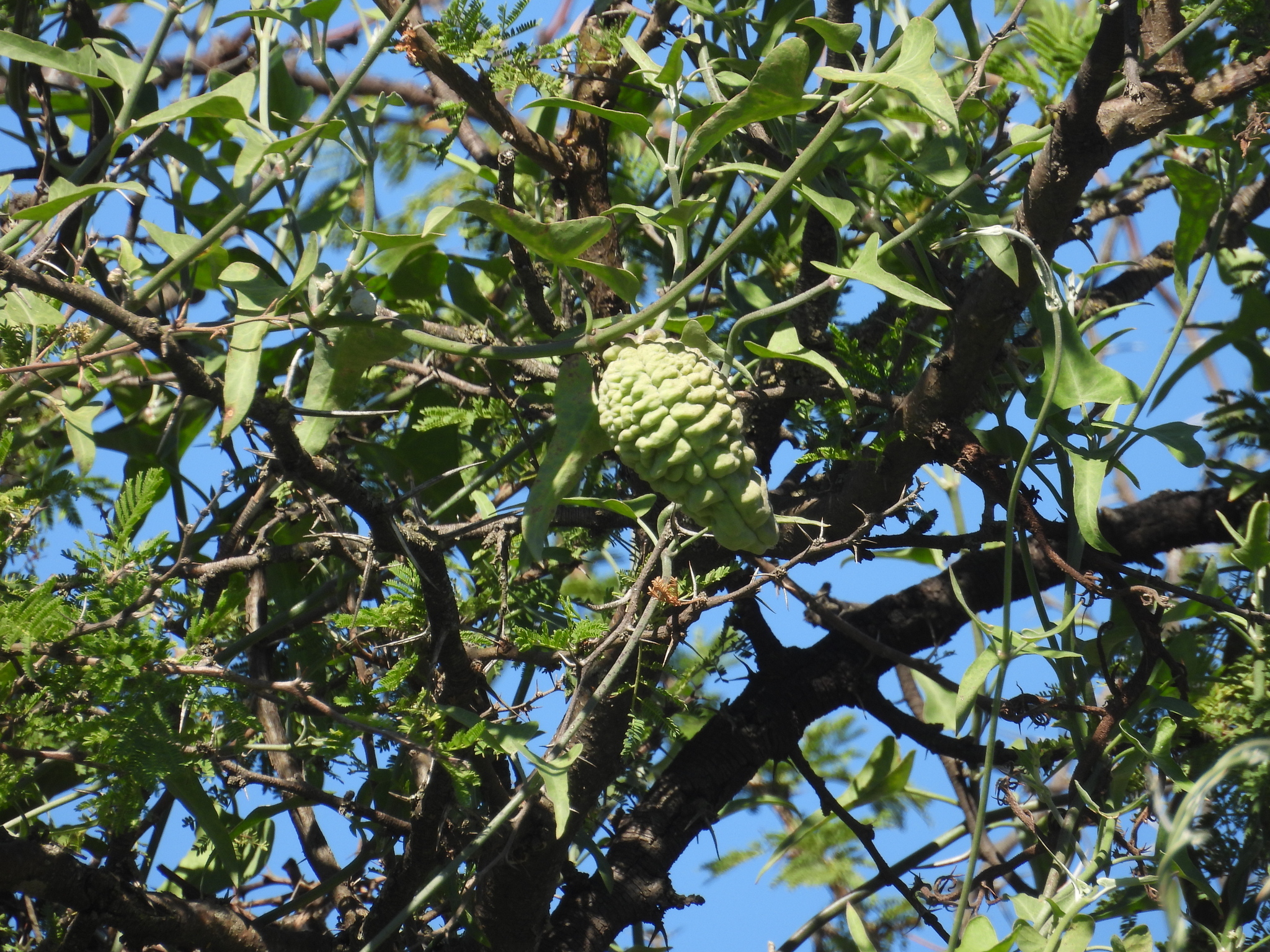 Araujia brachystephana