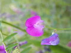 Lathyrus hirsutus