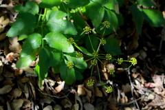 Tauschia arguta