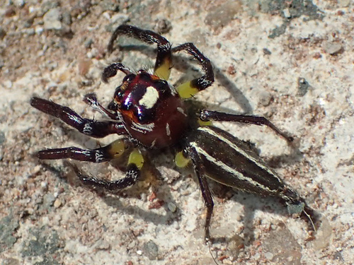 Sylvan Jumping Spider