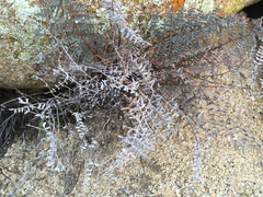 Pellaea mucronata mucronata