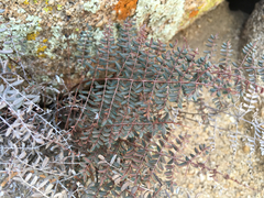 Pellaea mucronata mucronata