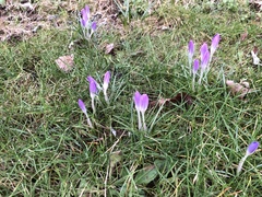 Crocus tommasinianus
