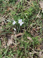 Claytonia virginica