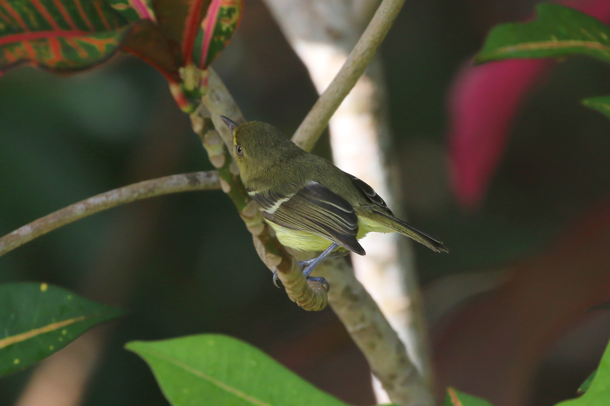Mangrove Vireo (Vireo pallens), photo 3
