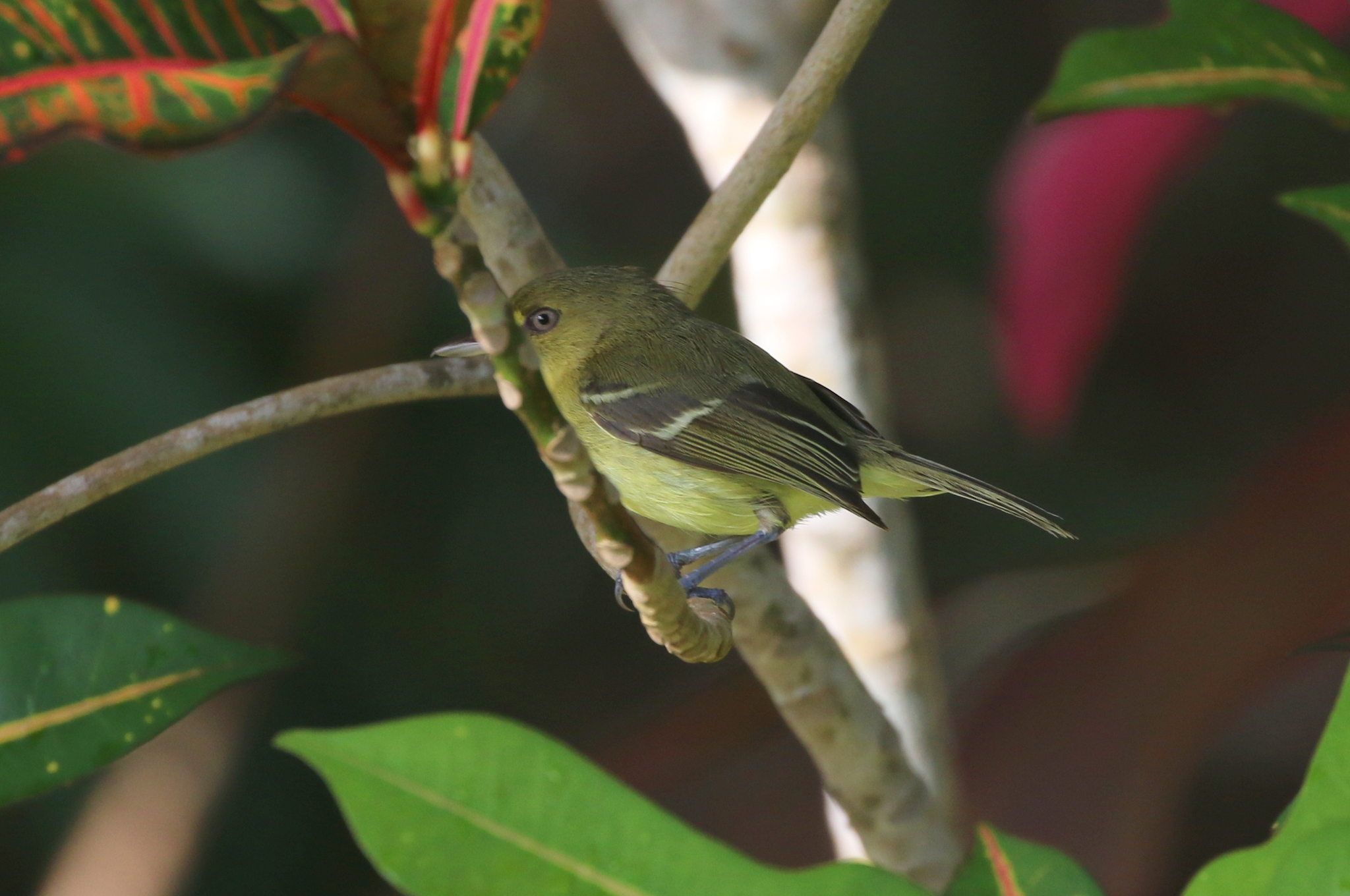 Mangrove Vireo (Vireo pallens), photo 4