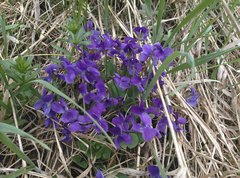 Viola ambigua