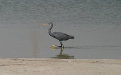 Egretta gularis