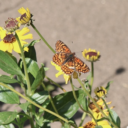 Gabb's Checkerspot photo 5