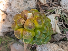 Arum pictum, photograph author not stated, no rights reserved