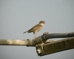 Mirafra javanica