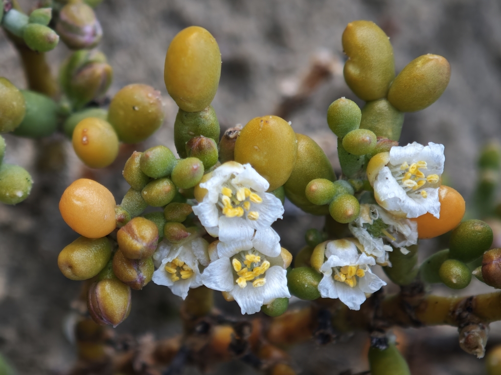 Zygophyllum album