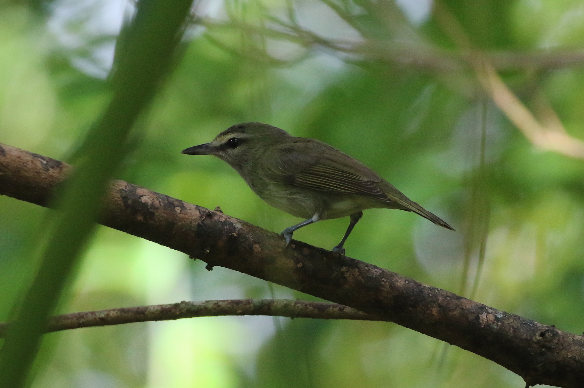 Yucatan Vireo (Vireo magister), photo 4