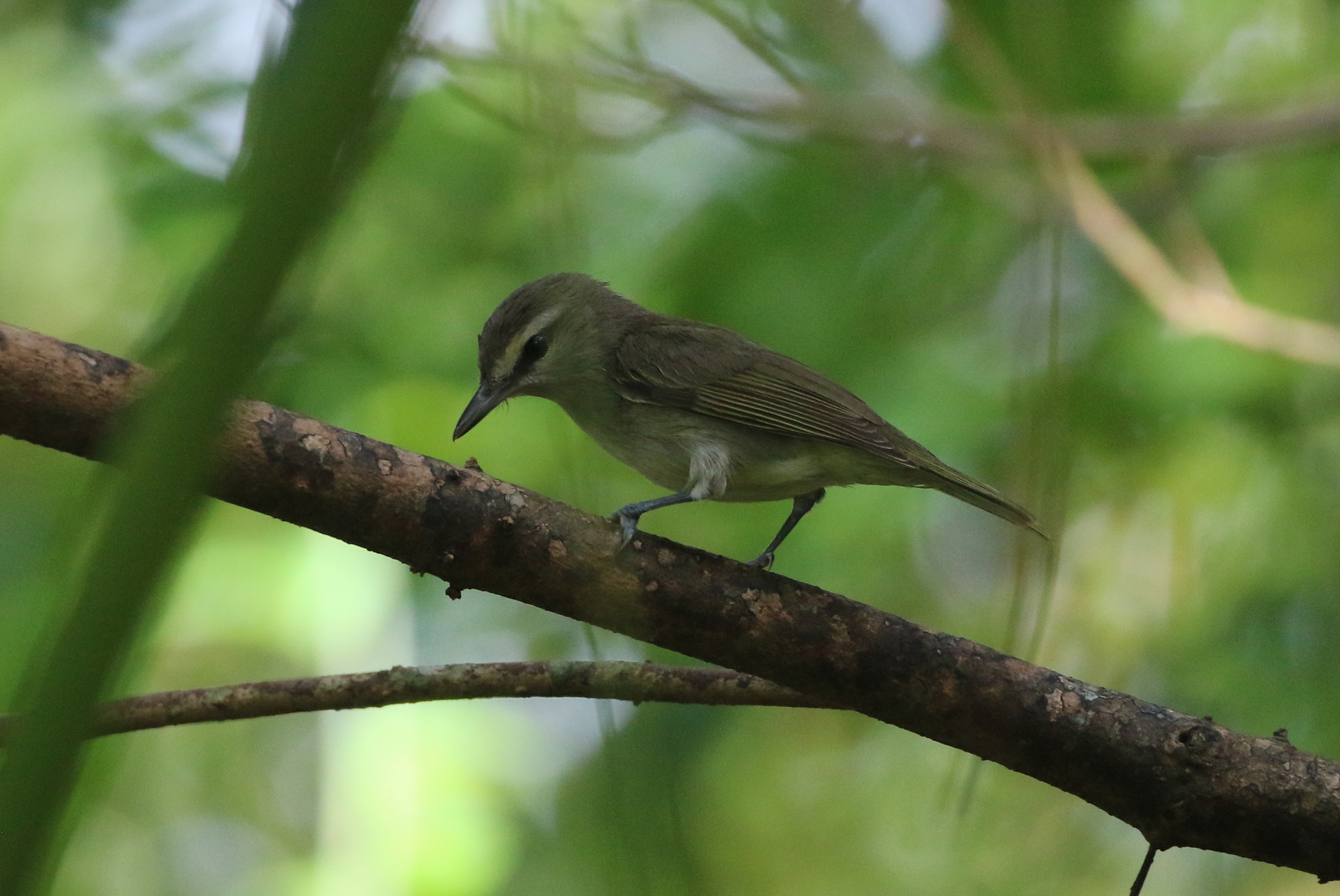 Yucatan Vireo (Vireo magister), photo 5