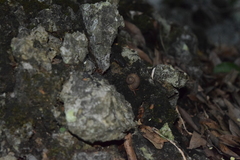 Neocyclotus
