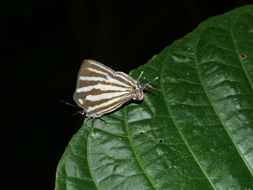 Laothus gibberosa