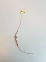 Mecardonia procumbens