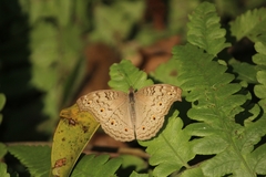 Junonia atlites