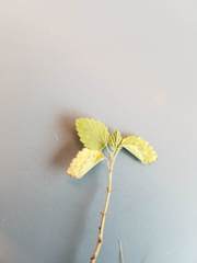 Mecardonia procumbens