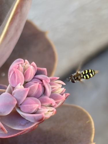 Unknown species found near Woodcreek Oaks Blvd, Roseville, CA, US