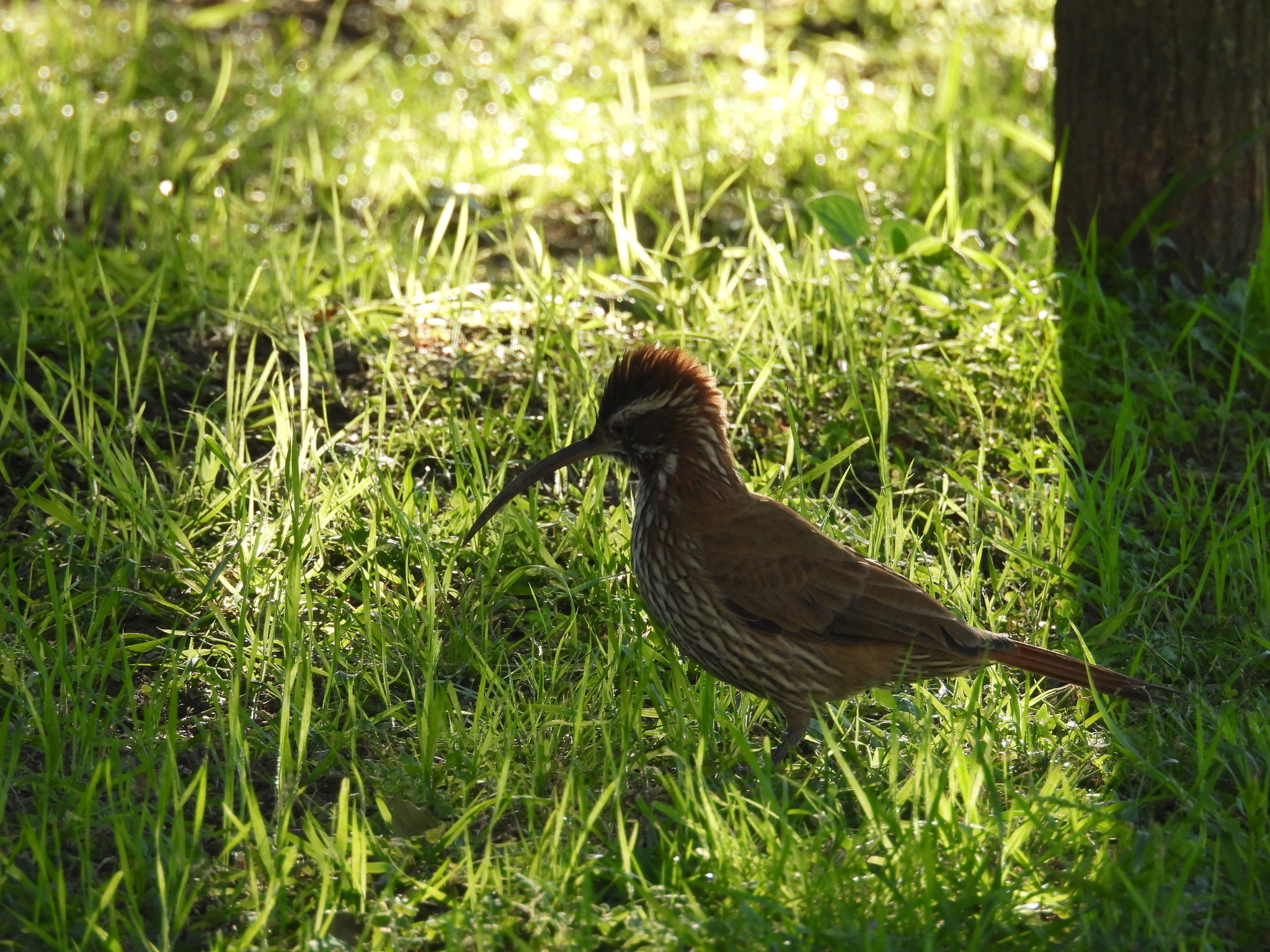 Scimitar-billed Woodcreeper (Drymornis bridgesii), photo 7