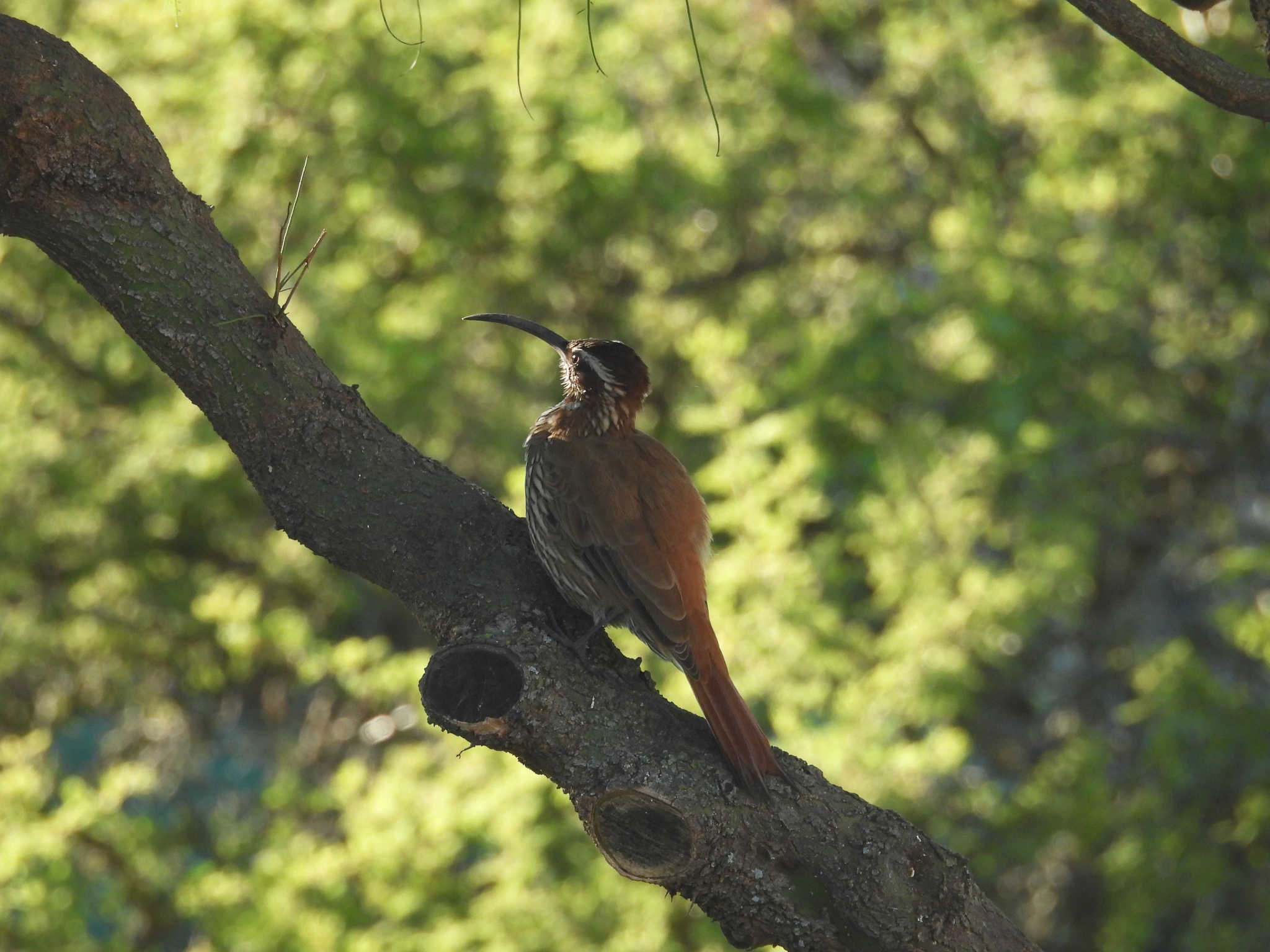 Scimitar-billed Woodcreeper (Drymornis bridgesii), photo 8