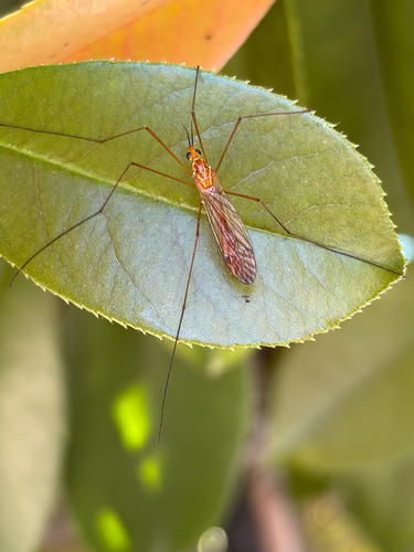Unknown species found near Woodcreek Oaks Blvd, Roseville, CA, US
