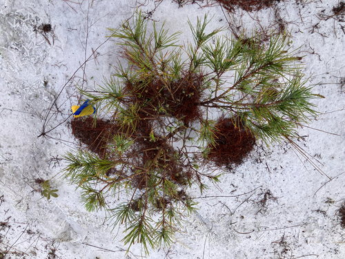 sand pine (Pinus clausa)
