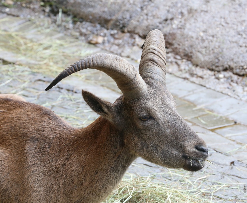 East Caucasian Tur (Capra cylindricornis) - Know Your Mammals
