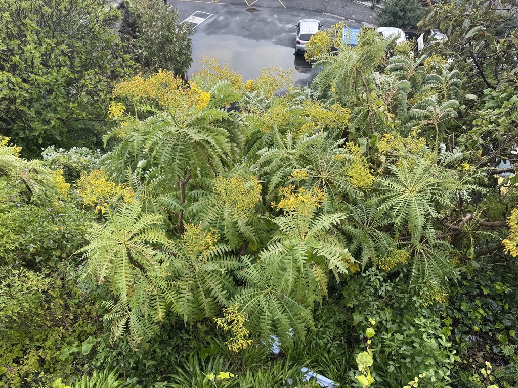 Sonchus palmensis; photograph (c) Enrico Tomschke, some rights reserved (CC BY)