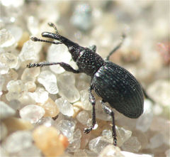 Ceratapion onopordi