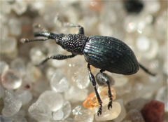 Ceratapion onopordi