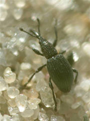Ceratapion onopordi