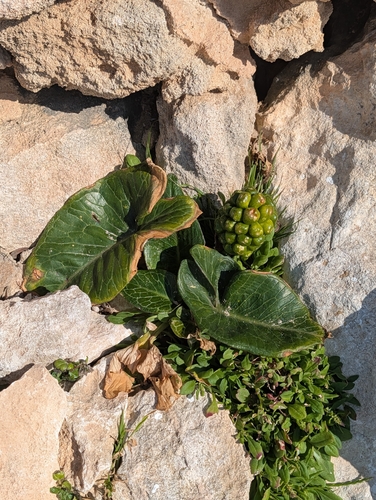 Arum pictum, photograph 5