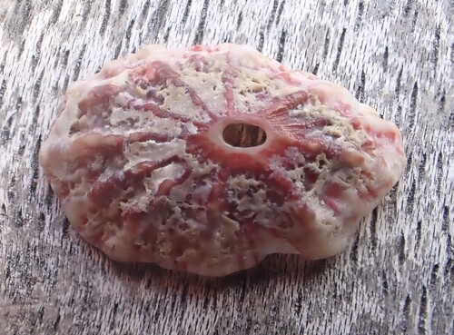Fissurella rosea
