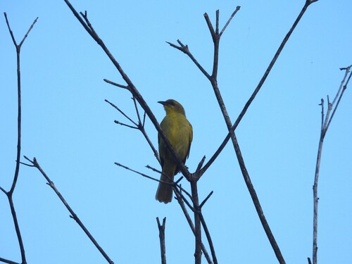 Yellow Honeyeater (Stomiopera flava), photo 9