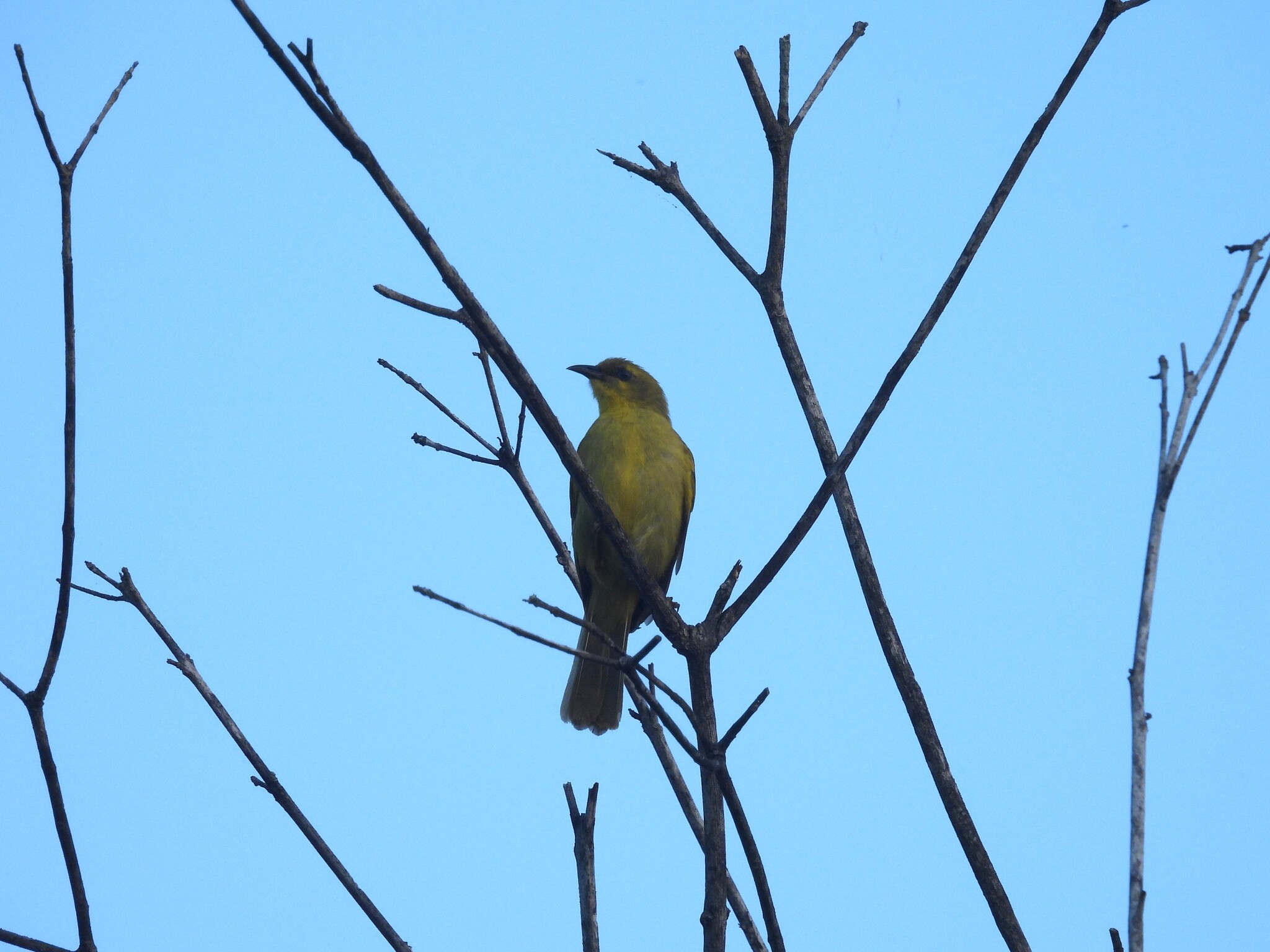 Yellow Honeyeater (Stomiopera flava), photo 10