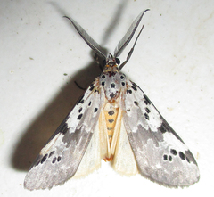Galtara nepheloptera