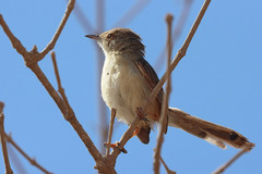 Prinia gracilis