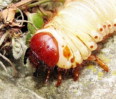 Oryctes nasicornis